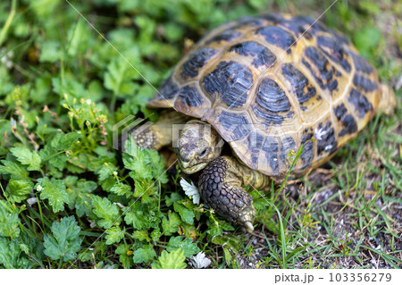散歩するロシア陸亀 ロシアリクガメ 陸亀 散歩するロシア陸亀 ロシアリクガメ 陸亀 103356279