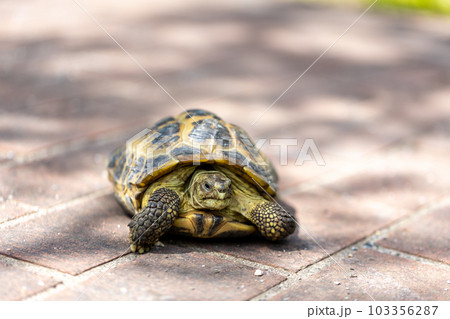 散歩するロシア陸亀 ロシアリクガメ 陸亀 散歩するロシア陸亀 ロシアリクガメ 陸亀 103356287