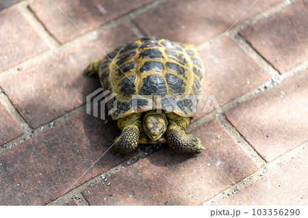 散歩するロシア陸亀　ロシアリクガメ　陸亀 103356290