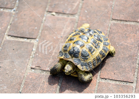 散歩するロシア陸亀　ロシアリクガメ　陸亀 103356293
