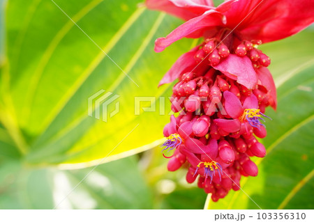 メディニラ、火の鳥、植物、赤、ピンク、花、大きい、hinotori、medinilla、 植物、東京 103356310