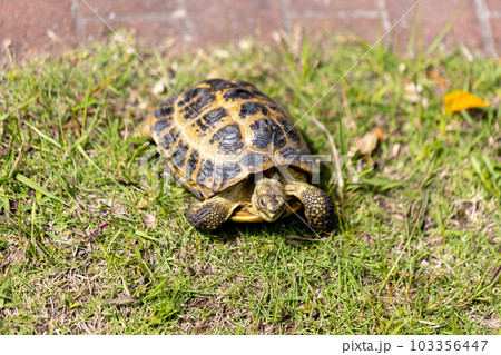 散歩するロシア陸亀　ロシアリクガメ　陸亀 103356447