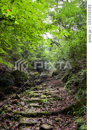 城崎温泉の裏山【自然の丘の中を冒険ハイキング】 城崎温泉の裏山【自然の丘の中を冒険ハイキング】 103356585