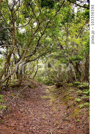 城崎温泉の裏山【自然の丘の中を冒険ハイキング】 103356598