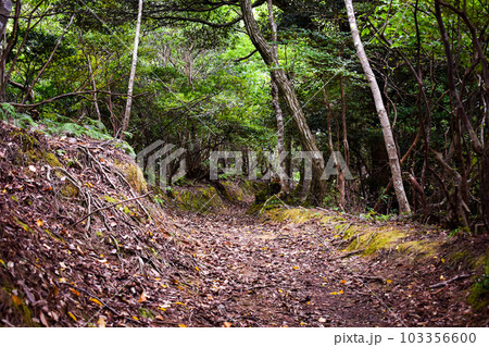 城崎温泉の裏山【自然の丘の中を冒険ハイキング】 103356600