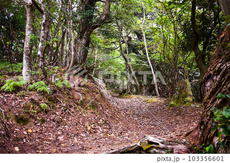 城崎温泉の裏山【自然の丘の中を冒険ハイキング】 103356601