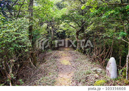 城崎温泉の裏山【自然の丘の中を冒険ハイキング】 103356608