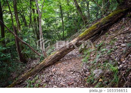城崎温泉の裏山【自然の丘の中を冒険ハイキング】 城崎温泉の裏山【自然の丘の中を冒険ハイキング】 103356651