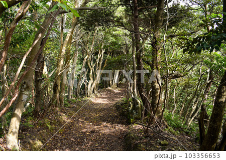 城崎温泉の裏山【自然の丘の中を冒険ハイキング】 103356653