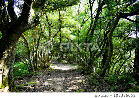 城崎温泉の裏山【自然の丘の中を冒険ハイキング】 103356655