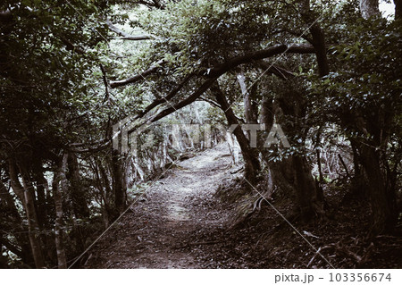 城崎温泉の裏山【自然の中を冒険ハイキング】 103356674