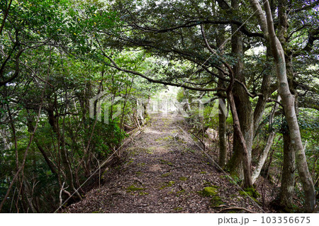城崎温泉の裏山【自然の中を冒険ハイキング】 103356675