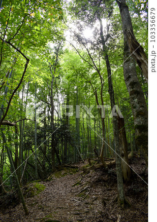 城崎温泉の裏山【自然の中を冒険ハイキング】 103356679