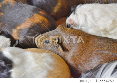 犇めくモルモット 犇めくモルモット 103356757