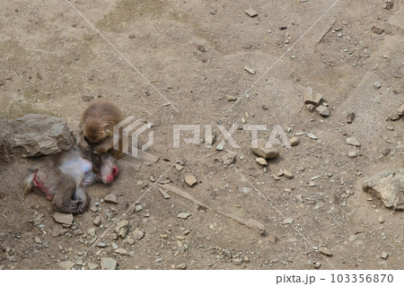 猿のノミ取り 103356870