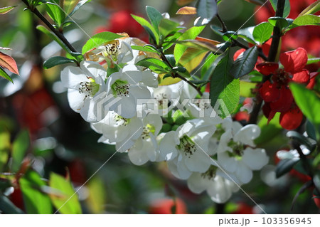 華やかに咲く 103356945