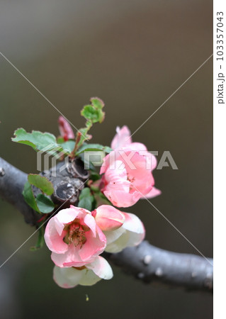 華やかに咲く 華やかに咲く 103357043