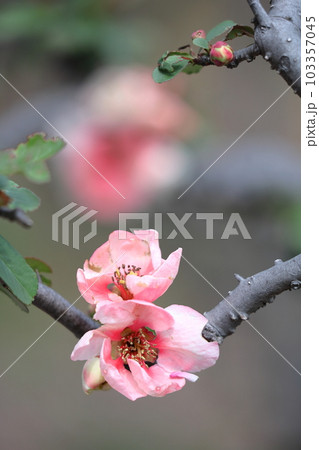 華やかに咲く 華やかに咲く 103357045