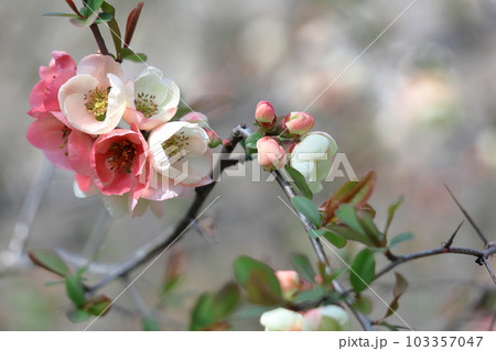 華やかに咲く 103357047