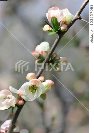 華やかに咲く 華やかに咲く 103357065