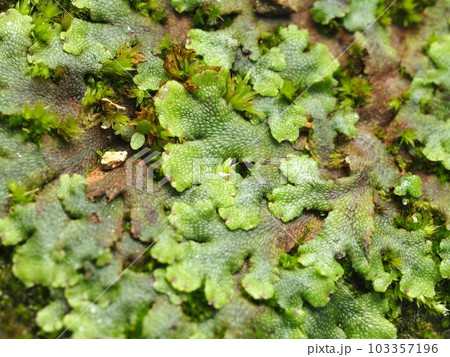 ゼニゴケの生態写真 ゼニゴケの生態写真 103357196