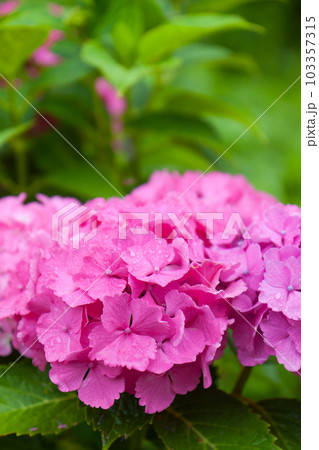 雨と紫陽花 雨と紫陽花 103357315