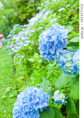 雨と紫陽花 103357318