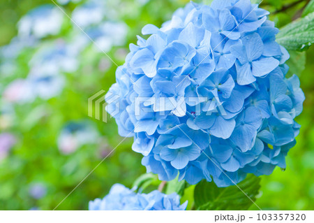 雨と紫陽花 103357320