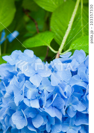雨と紫陽花 103357330