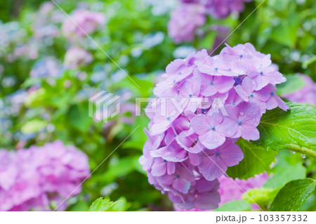 雨と紫陽花 雨と紫陽花 103357332