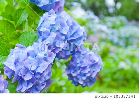 雨と紫陽花 雨と紫陽花 103357341