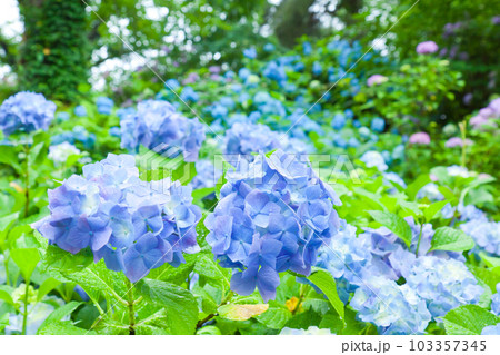 雨と紫陽花 雨と紫陽花 103357345