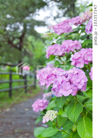 雨と紫陽花 103357347