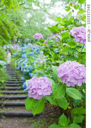 雨と紫陽花 103357348