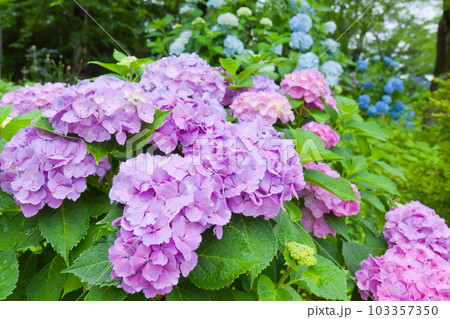 雨と紫陽花 103357350