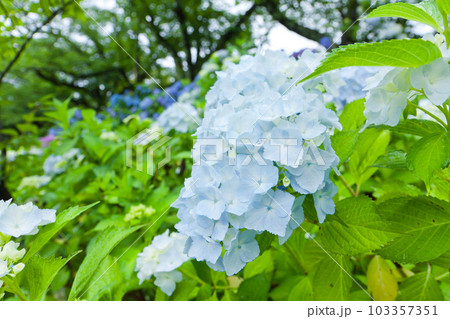 雨と紫陽花 103357351