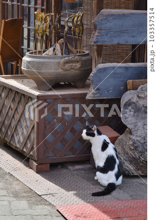 鮎の塩焼きを食べたい猫 鮎の塩焼きを食べたい猫 103357514