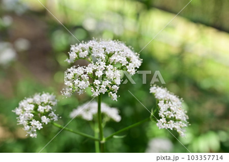 カノコソウ（スイカズラ科）の多年草 103357714