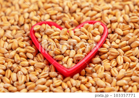 Raw wheat seeds in a red heart shape closeup. Agriculture harvest concept Raw wheat seeds in a red heart shape closeup. Agriculture harvest concept 103357771