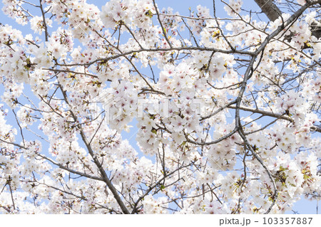 青空と桜 103357887