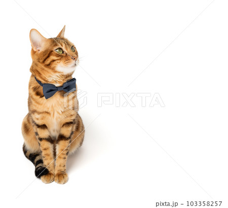 A cute red cat sits in a bow tie on a white background. 103358257