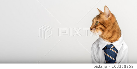 Business cat in a shirt with a tie on a white background. Business cat in a shirt with a tie on a white background. 103358258