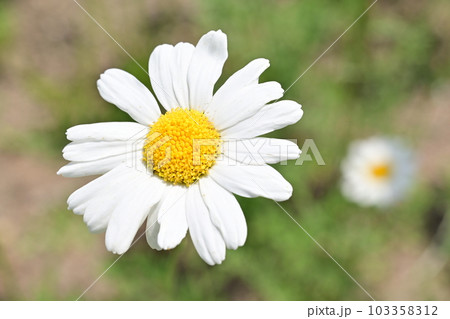 シロバナムショケギク(キク科)の多年草 シロバナムショケギク(キク科)の多年草 103358312