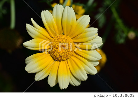 春菊（キク科）の多年草 103358605