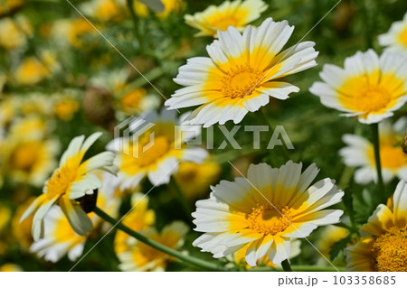 春菊(キク科)の花畑 春菊(キク科)の花畑 103358685