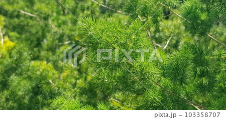 pine tree leaves, Fir tree lunch close up. Shallow focus. Brunch of fluffy fir trees close up. Christmas wallpaper concept. Copy space. in mountainous area 103358707