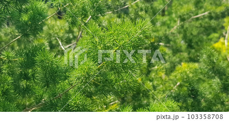 pine tree leaves, Fir tree lunch close up. Shallow focus. Brunch of fluffy fir trees close up. Christmas wallpaper concept. Copy space. in mountainous area 103358708