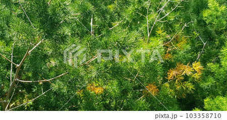 pine tree leaves, Fir tree lunch close up. Shallow focus. Brunch of fluffy fir trees close up. Christmas wallpaper concept. Copy space. in mountainous area 103358710