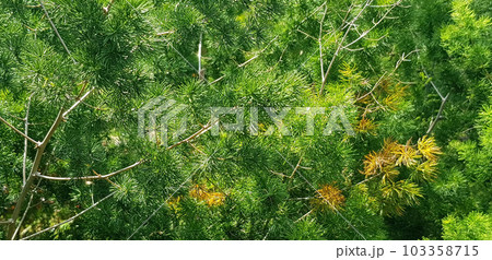pine tree leaves, Fir tree lunch close up. Shallow focus. Brunch of fluffy fir trees close up. Christmas wallpaper concept. Copy space. in mountainous area 103358715