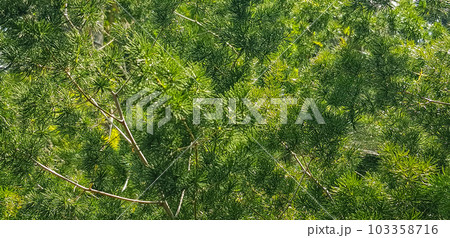 pine tree leaves, Fir tree lunch close up. Shallow focus. Brunch of fluffy fir trees close up. Christmas wallpaper concept. Copy space. in mountainous area 103358716